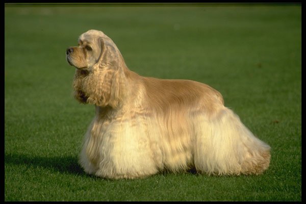 415058 Cocker Spaniel A4 Photo Print