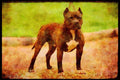 415059 Staffbull Terrier A4 Limited Edition Watercolour Print