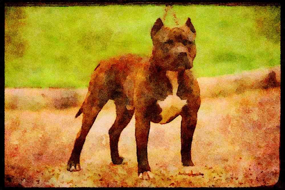 415059 Staffbull Terrier A4 Limited Edition Watercolour Print