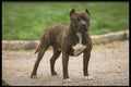 415059 Staffbull Terrier A4 Photo Print