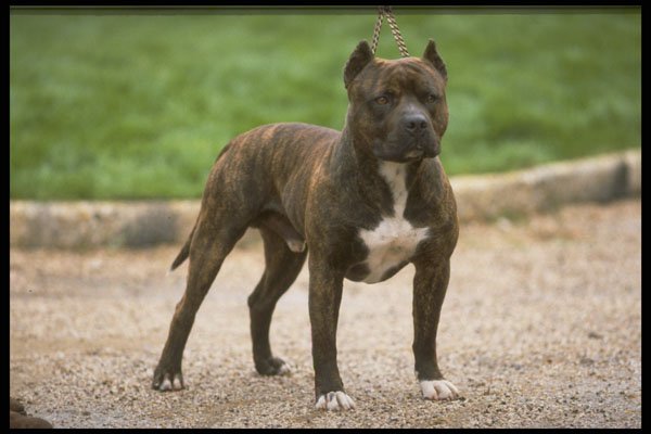 415059 Staffbull Terrier A4 Photo Print
