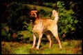 415061 Anatolian Shepherd Dog A4 Limited Edition Watercolour Print
