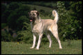 415061 Anatolian Shepherd Dog A4 Photo Print
