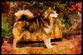 415062 Alaskan Malamute A4 Limited Edition Watercolour Print