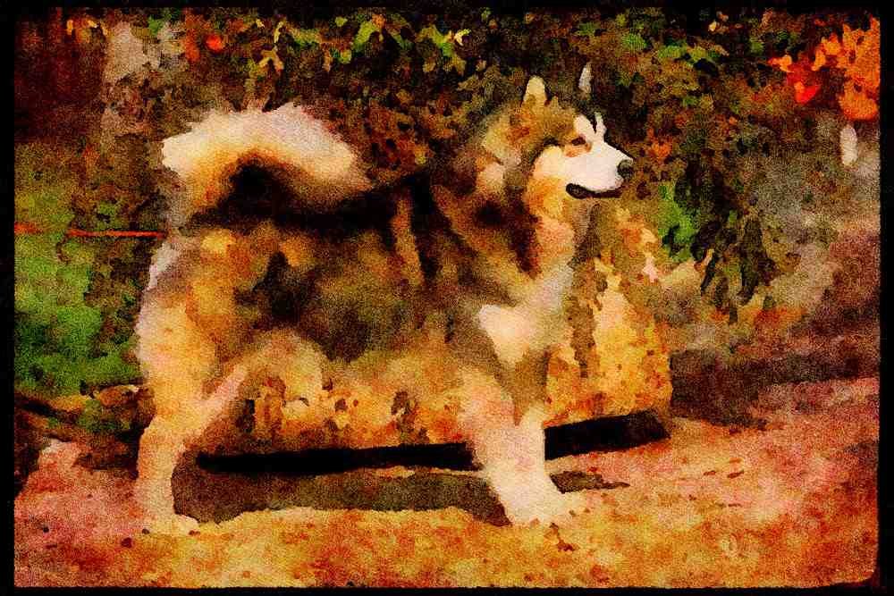 415062 Alaskan Malamute A4 Limited Edition Watercolour Print