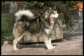 415062 Alaskan Malamute A4 Photo Print