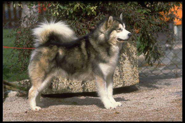 415062 Alaskan Malamute A4 Photo Print