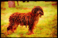 415063 Agua A4 Limited Edition Watercolour Print