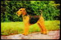 415064 Airedale A4 Limited Edition Watercolour Print