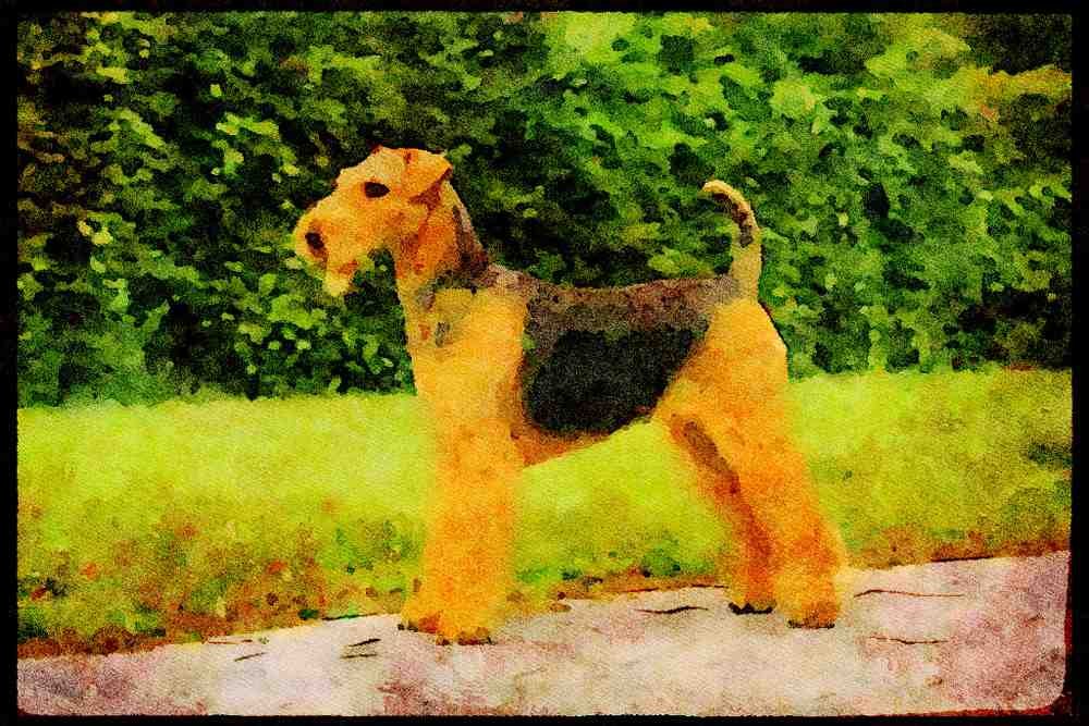 415064 Airedale A4 Limited Edition Watercolour Print