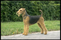 415064 Airedale A4 Photo Print