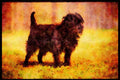 415065 Affenpinsher A4 Limited Edition Watercolour Print