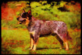415066 Australian Cattle Dog A4 Limited Edition Watercolour Print