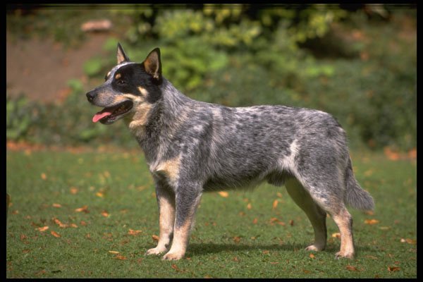 415066 Australian Cattle Dog A4 Photo Print