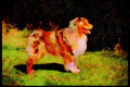 415067 Australian Shepherd Dog A4 Limited Edition Watercolour Print