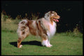 415067 Australian Shepherd Dog A4 Photo Print