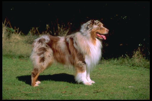 415067 Australian Shepherd Dog A4 Photo Print