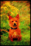 415068 Australian Terrier A4 Limited Edition Watercolour Print