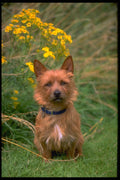 415068 Australian Terrier A4 Photo Print