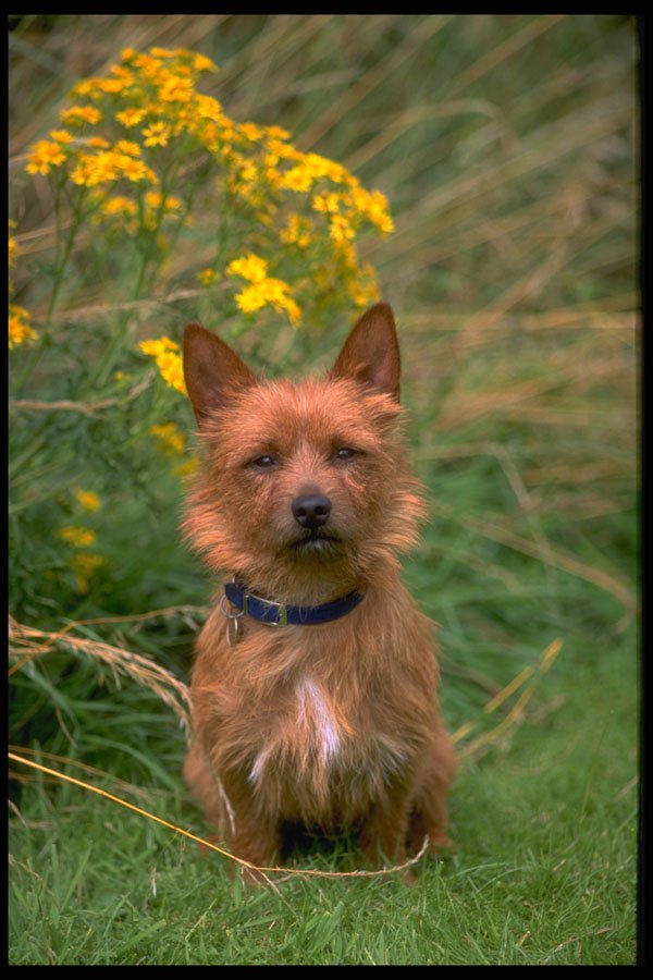415068 Australian Terrier A4 Photo Print