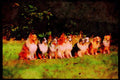 415069 Australian Sheepdogs A4 Limited Edition Watercolour Print