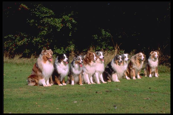415069 Australian Sheepdogs A4 Photo Print