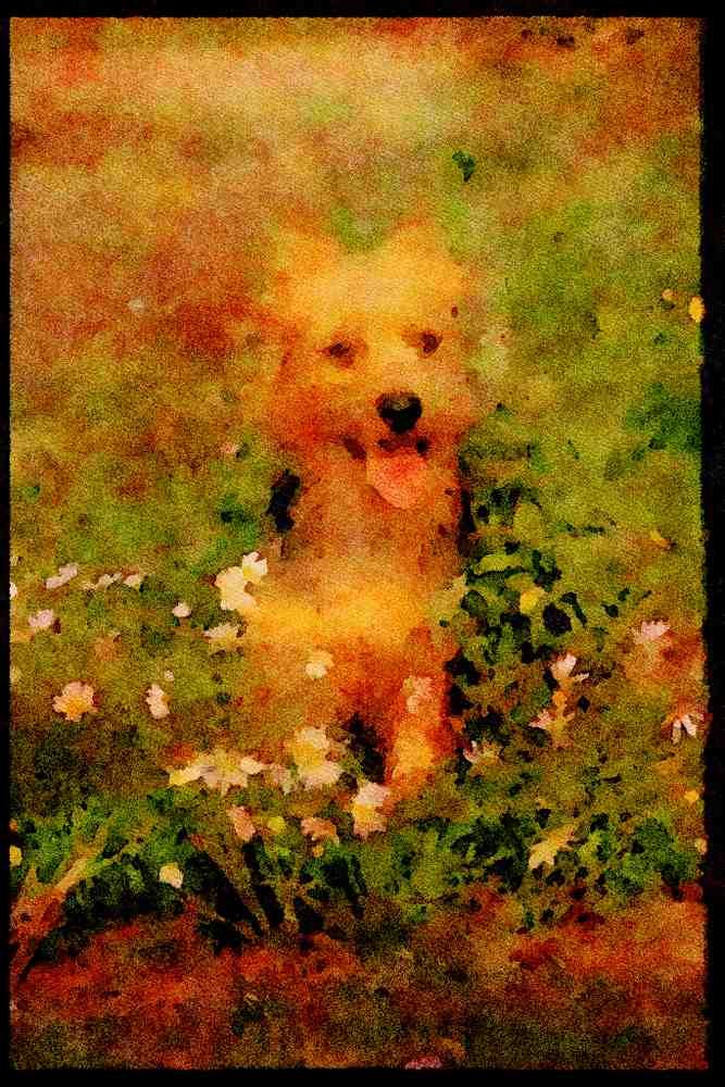 415070 Australian Terrier A4 Limited Edition Watercolour Print
