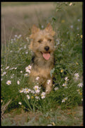415070 Australian Terrier A4 Photo Print