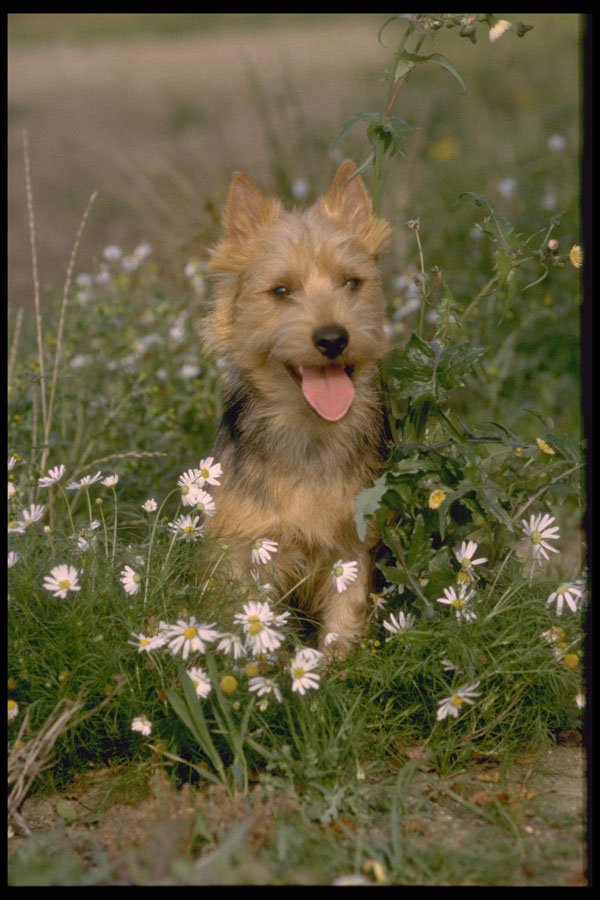 415070 Australian Terrier A4 Photo Print