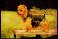 415071 Australian Terrier A4 Limited Edition Watercolour Print