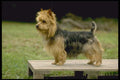 415071 Australian Terrier A4 Photo Print