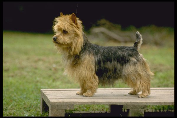 415071 Australian Terrier A4 Photo Print