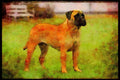 415072 Bull Mastiff A4 Limited Edition Watercolour Print