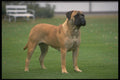 415072 Bull Mastiff A4 Photo Print