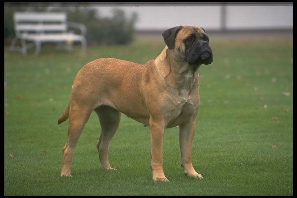 415072 Bull Mastiff A4 Photo Print