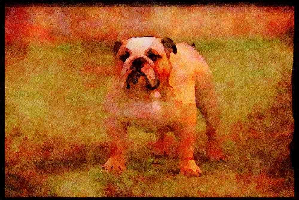 415073 Bulldog A4 Limited Edition Watercolour Print