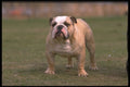 415073 Bulldog A4 Photo Print