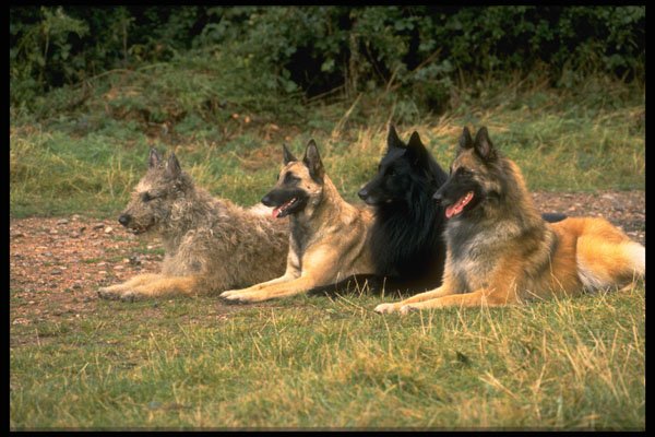 415074 Belgian Sheepdogs A4 Photo Print