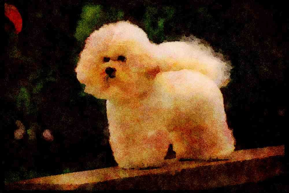 415075 Bichon Frise A4 Limited Edition Watercolour Print
