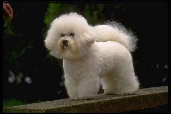 415075 Bichon Frise A4 Photo Print