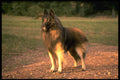 415076 Tervueron A4 Photo Print