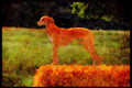 415077 Luretter A4 Limited Edition Watercolour Print