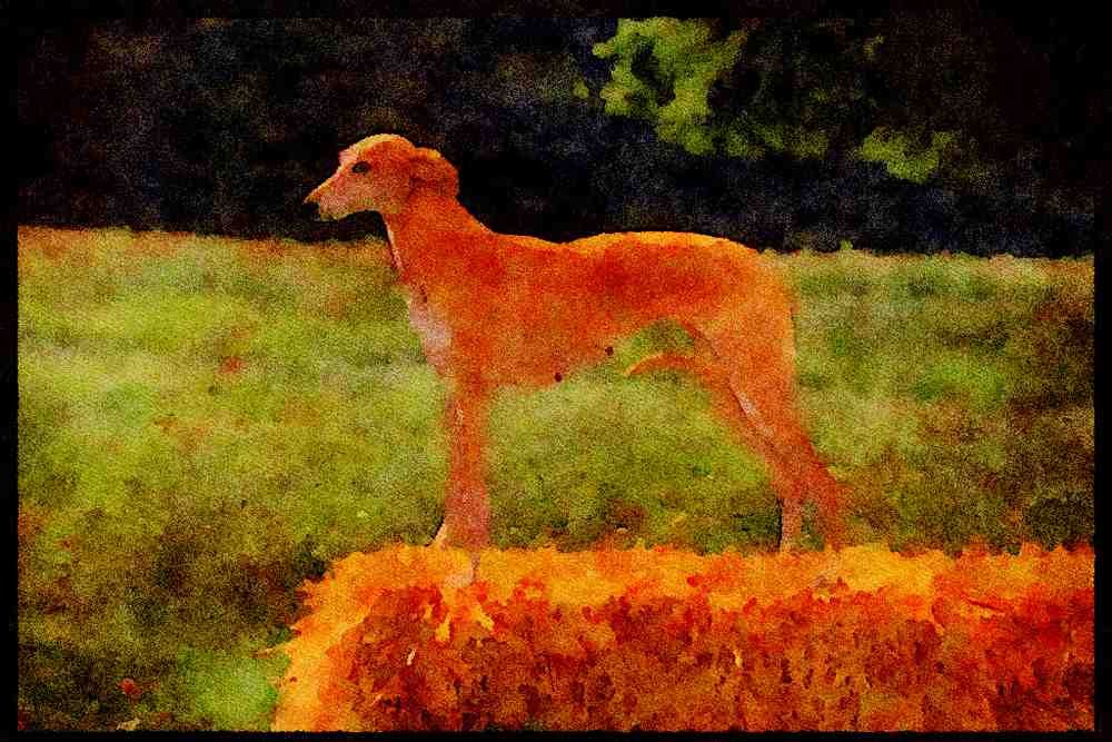415077 Luretter A4 Limited Edition Watercolour Print