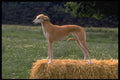 415077 Luretter A4 Photo Print