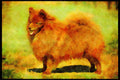 415078 German Spitz A4 Limited Edition Watercolour Print