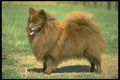 415078 German Spitz A4 Photo Print