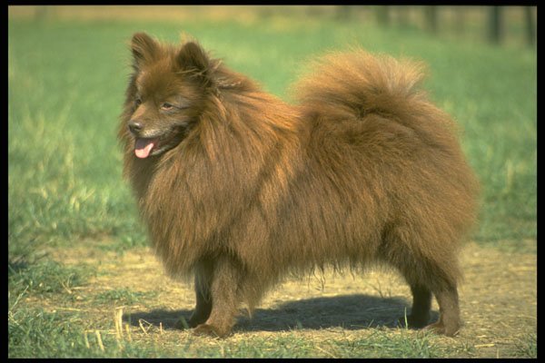 415078 German Spitz A4 Photo Print