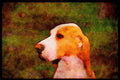 415079 Sabueso Espanol A4 Limited Edition Watercolour Print