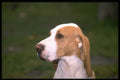 415079 Sabueso Espanol A4 Photo Print