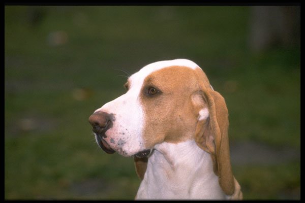 415079 Sabueso Espanol A4 Photo Print